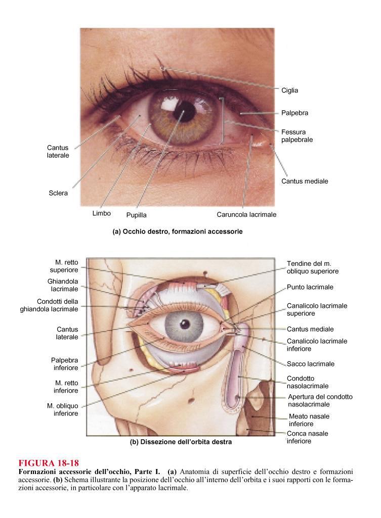 Apparato vista Occhio (bulbo oculare) Organi accessori Muscoli
