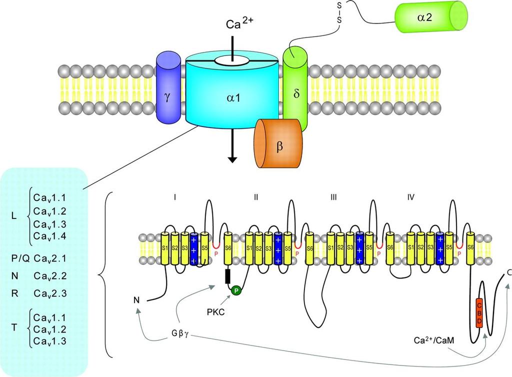 Canali VOC (voltage operated channel) Canali lenti del Ca++