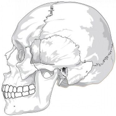 Sistema scheletrico Le articolazioni Strutture che collegano due o più ossa.