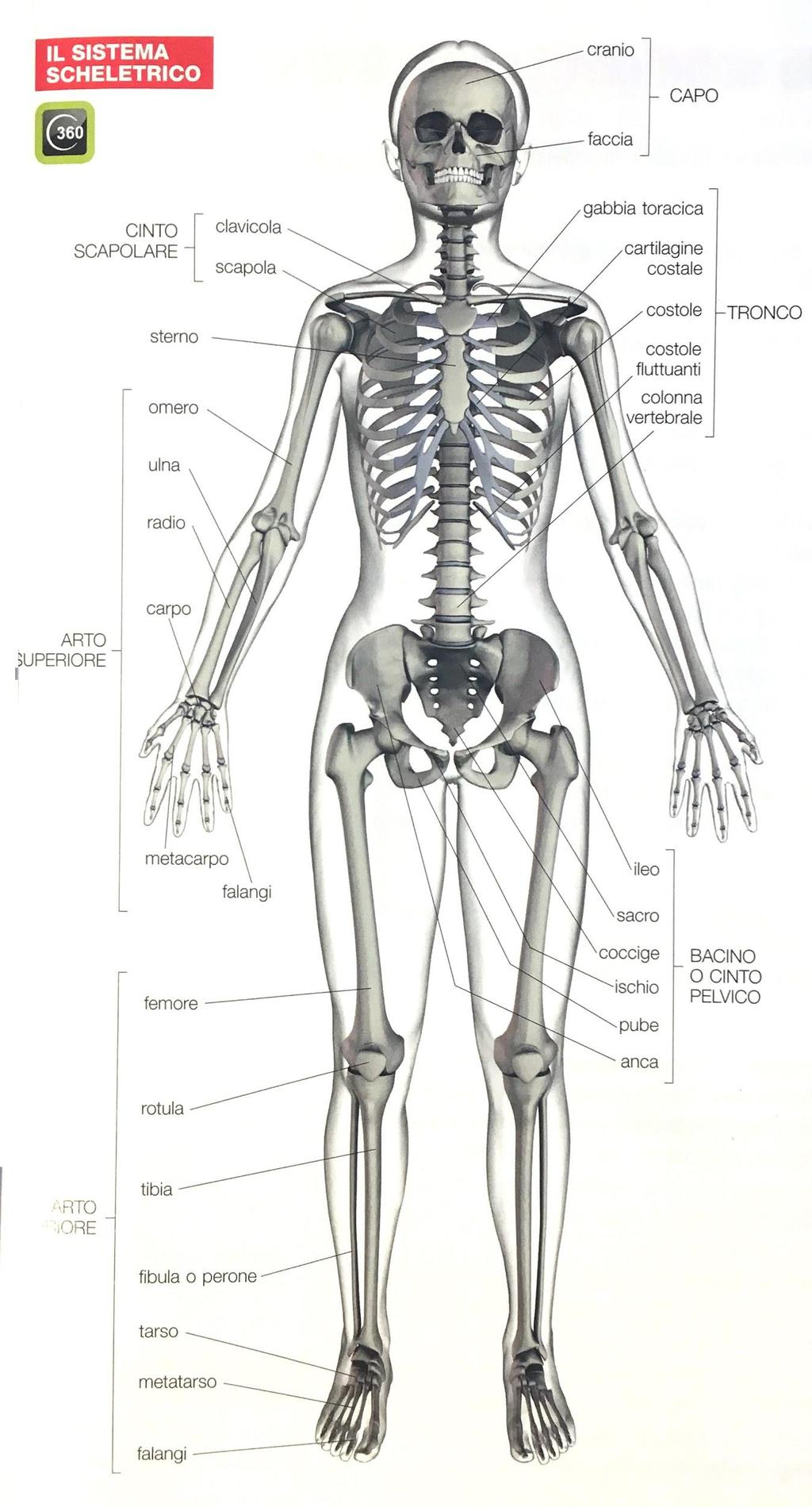 Sistema scheletrico Le parti lo scheletro CAPO cranio e faccia forame occipitale TRONCO colonna vertebrale gabbia toracica ARTI