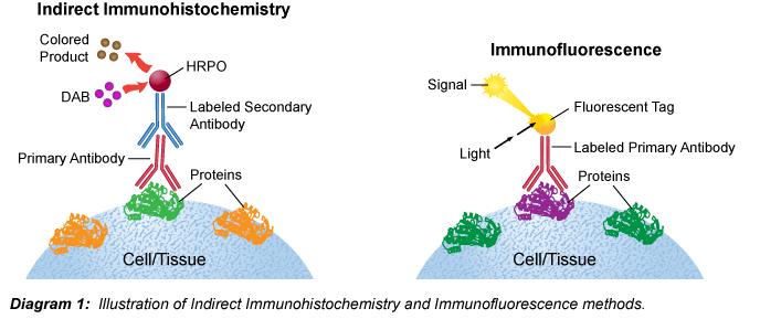 Immunocitochimica