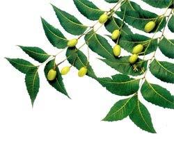 Tè: l olio essenziale dell albero del tè, originario della Nuova Zelanda e dell Austrialia, ha molte proprietà antibatteriche, antivirali e antinfiammatorie.