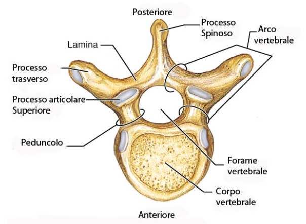 2 1. LA COLONNA LOMBARE Le vertebre lombari sono le ossa che compongono la terza parte della colonna vertebrale. Esse sono cinque, da L1 a L5, e costituiscono l asse di sostegno dell addome.