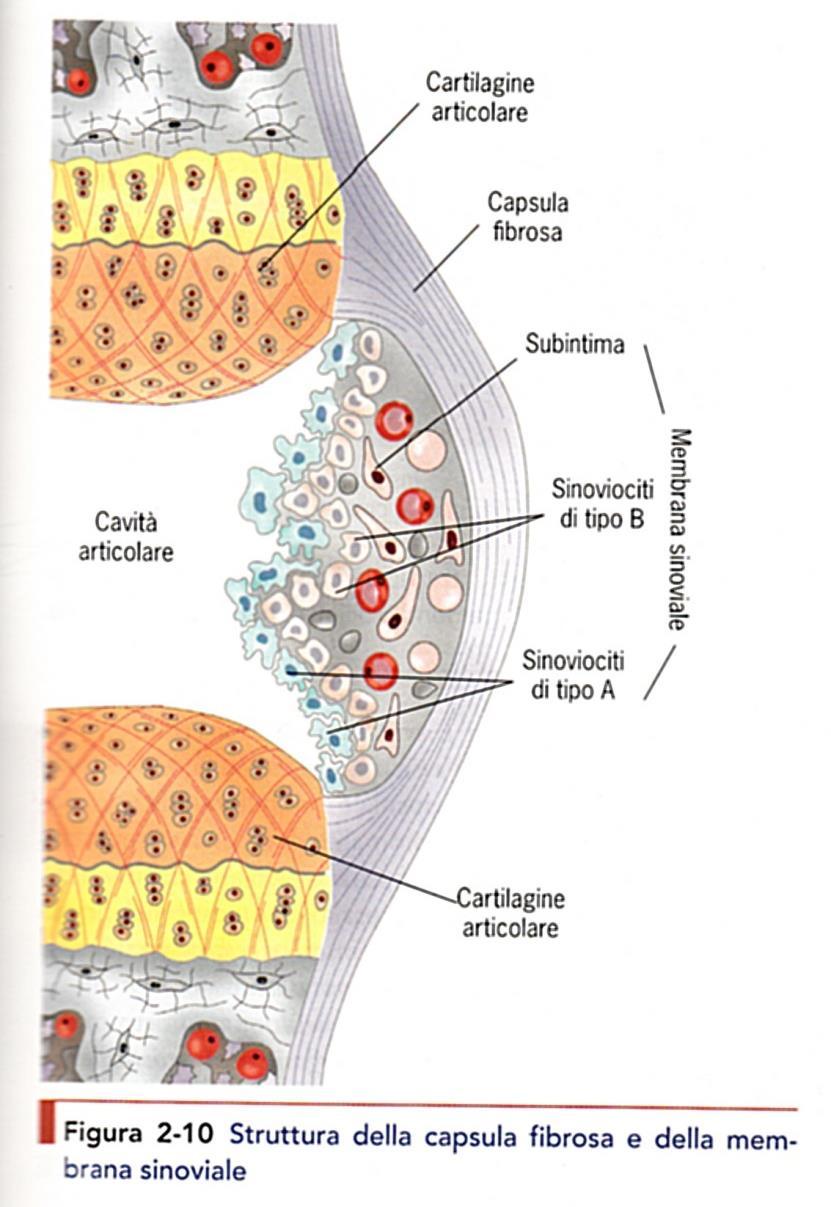 Capsula articolare: Capsula fibrosa e Membrana