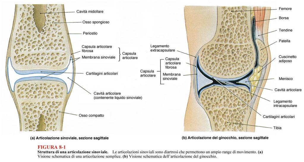 DIARTROSI o Articolazioni SINOVIALI Fz: Ammortizzante, resiste all usura, dotata di scarso