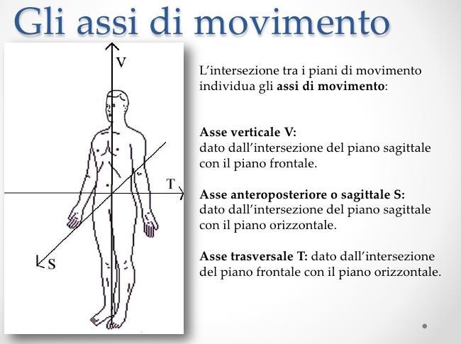 Assi anatomici -> spiedini che attraversano il corpo. Linee immaginarie che vengono utilizzate per tracciare l'asse sul quale si svolgono i movimenti di rotazione.