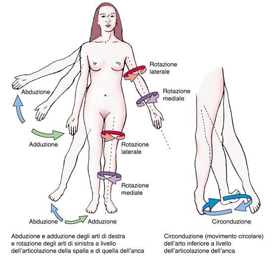 Abduzione/adduzione piano frontale (asse sagittale) Termini anatomici di Movimento