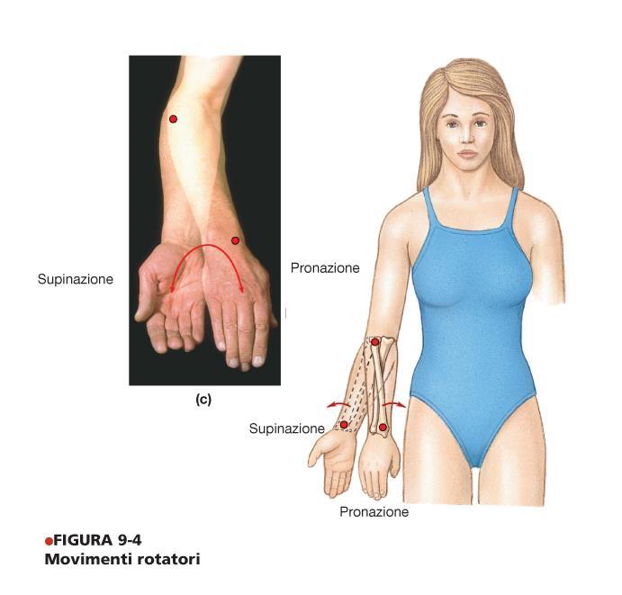 Prono/supinazione Pronazione: movimento che l avambraccio e la mano compiono in