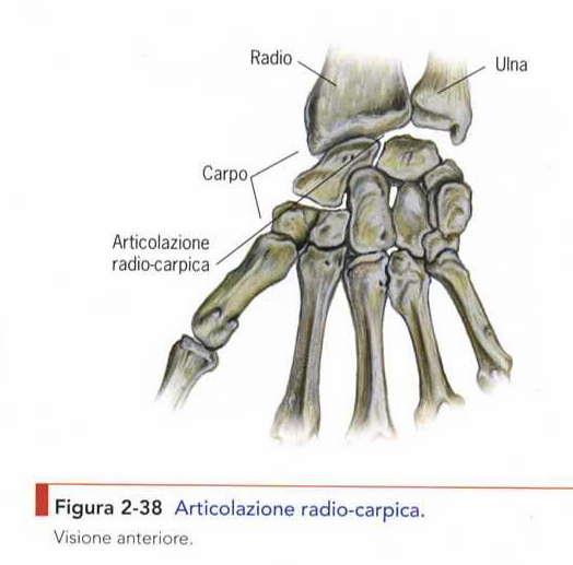 Classificazione DIARTROSI Condilartrosi O Elissartrosi -> Biassiali -FLEX-EST: piano