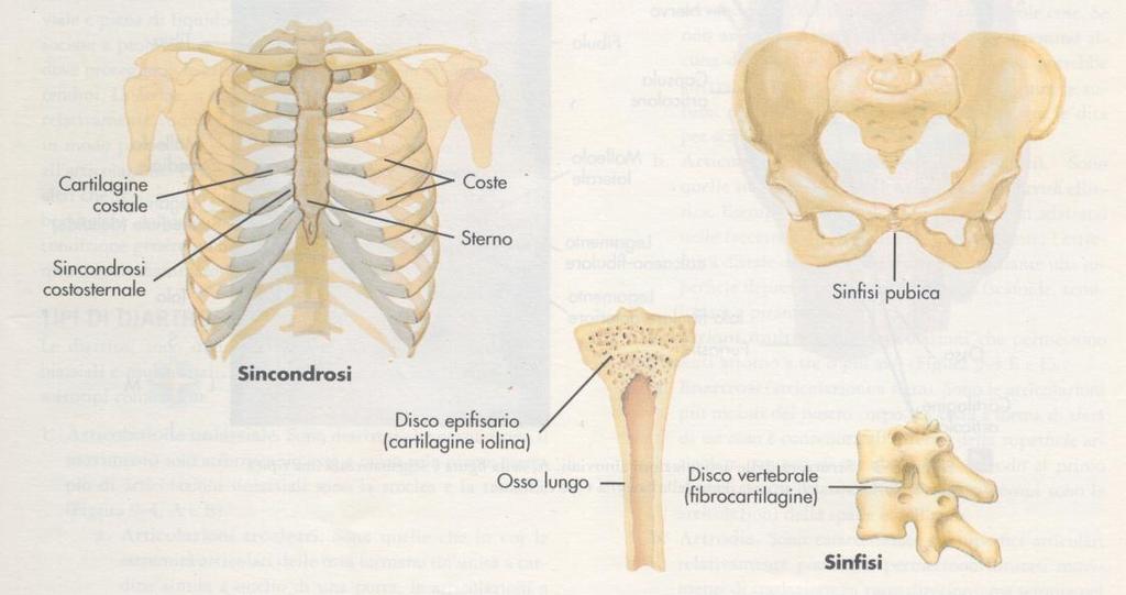 SINARTROSI Cartilaginee Fra la prima