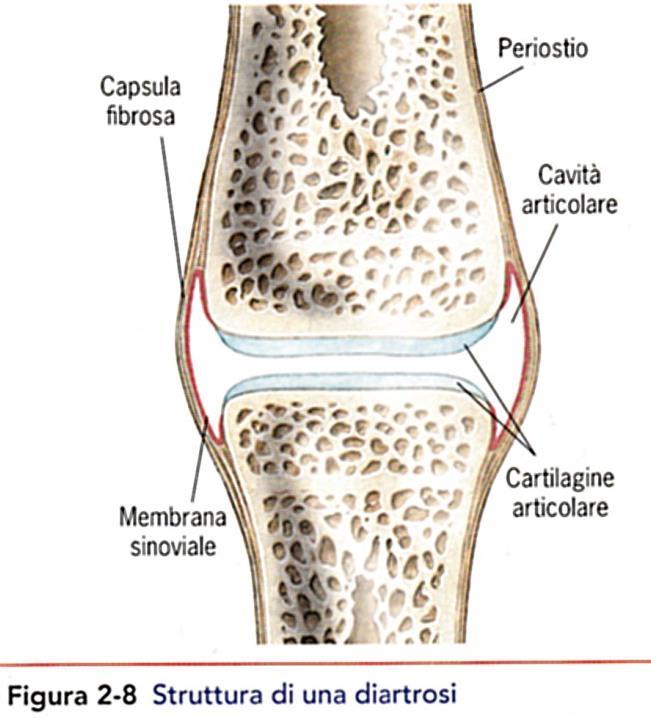 Componenti essenziali DIARTROSI Capsula articolare: Capsula fibrosa e Membrana sinoviale Cartilagine articolare Fz: Ammortizzante, dotata di scarso attrito, resiste all usura