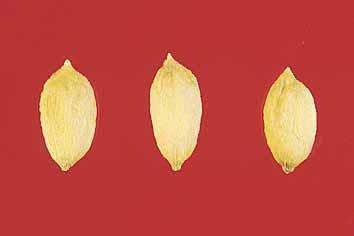 6 Endocarpo Lunghezza (cm ± ES..): media ( 1, ± 0,11) Diametro massimo (cm ± ES..): medio-stretto ( 0,64 ± 0,06) Forma: ellissoidale, ellissoidale-allungata Peso 100 noccioli (g ± ES.