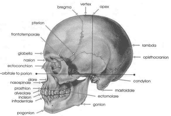 PUNTI ANATOMICI DELLA TESTA (craniometrici o cefalometrici) Eurion Vertex: punto craniale più elevato corrispondente al vertice della testa Glabella: punto corrispondente alla tuberosità presente