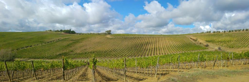 Conclusioni Vendemmia selettiva Garantisce una consistente aumento della quantità e qualità delle uve Sangiovese destinate a produrre vini di qualità Strategia onerosa dal punto di vista