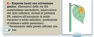 DIFESE ATTIVE o INDUCIBILI PRODUZIONE BIOCHIMICA 2) A livello locale: attivazione geni di difesa Per produzione di sostanze che irrobustiscono le barriere istologiche ( suberina, cutina ) Produzione