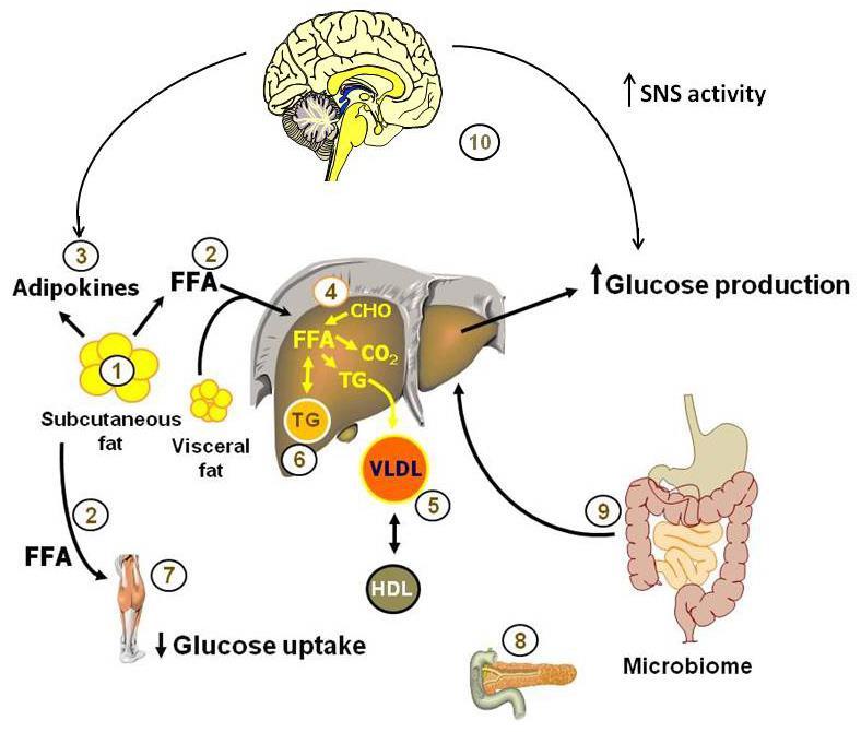 (sympathetic nervous system) Riduzione quantitativa e qualitativa di sonno Aumenta l attività simpatica Riduce la risposta delle