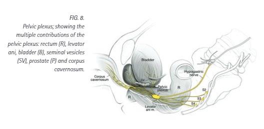 Basi anatomiche Plesso Pelvico -2 The pelvic plexus lies within a fibrofatty, flat, rectangular,