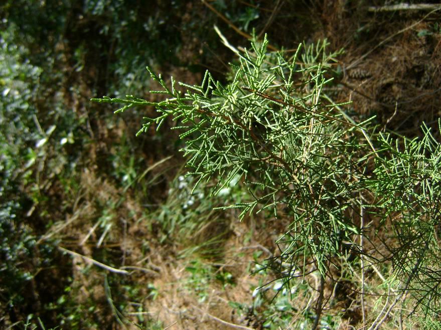 7. Juniperus