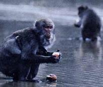 Apprendimento per imitazione Questa foto di Autore sconosciuto è concesso in licenza da CC BY-SA-NC In un isola del Giappone una giovane femmina di macaco ha scoperto che ocn l acqua di mare si