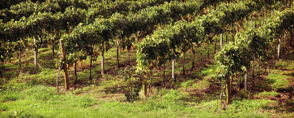 Cinque generazioni si sono tramandate i segreti dell arte della viticoltura puntando ad una continua ricerca dell innovazione rimanendo coerenti