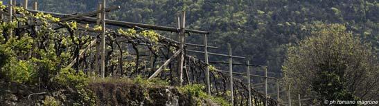 Il Trentino D.O.C.