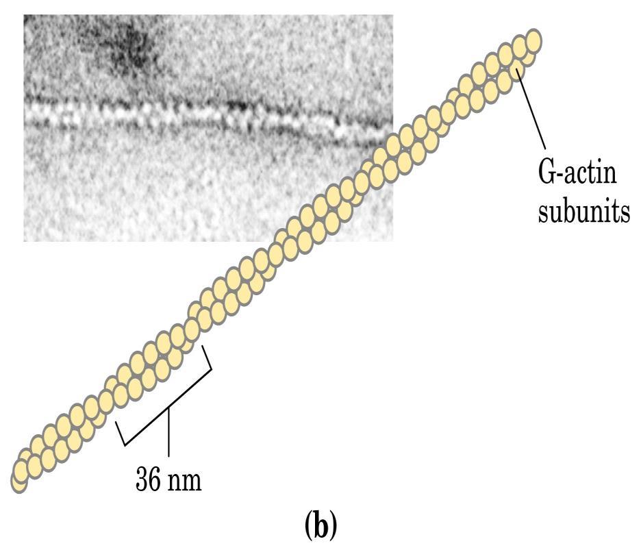 FILAMENTI SOTTILI Actina (contrattile) + troponina e tropomiosina (regolatorie) L'actina è una proteina globulare idrofila