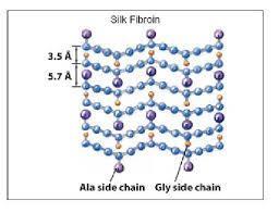 Classificazione Proteine fibrose protezione e sostegno (struttura