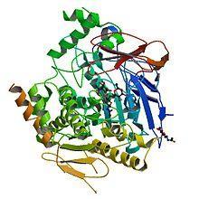 Proteine globulari catalisi, trasporto, regolazione (struttura