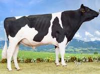 aaa: 135236 I Nato il: 15.06.11 family: JETA COMMOTION CUPID vg-88 GIBSONS Gibsons TV TL FR002279421309 LR 4 HR money Punti 7 maker 1551 M. Speed 104 CYPRIPEDE (Bolton X Shottle) C. 5.