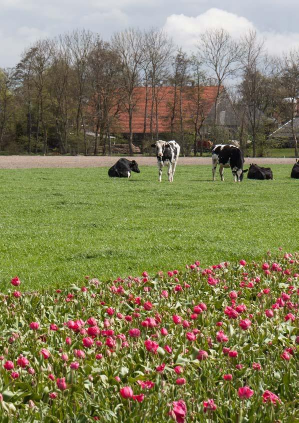 holstein sires La primavera è finalmente arrivata e come ogni anno ha portato con se l aggiornamento degli indici e della base genetica - che ora comprende le vacche nate tra il 2010 ed il 2012 - con