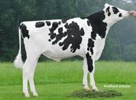 aaa: 231456 I Nato il: 17.08.15 family: JETA COMMOTION CUPID vg-88 power pp WKM Power PP DE000358174909 FC 126 female sexing milk machine Punti 1182 powerball p (Earnhardt X Robust) C. 8.