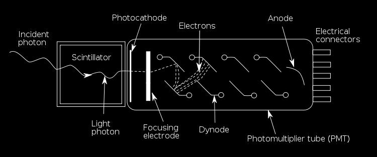 IL FOTOMOLTIPLICATORE Amplifica il segnale elettrico prodotto dal fotocatodo dello scintillatore, rendendolo rilevabile (DAQ),