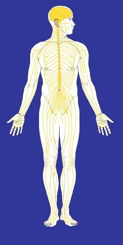 Il sistema nervoso Per sistema nervoso si intende un'unità morfo-funzionale altamente specializzato nell'elaborazione di segnali bioelettrici; il sistema nervoso è diviso in due parti: 1) Sistema