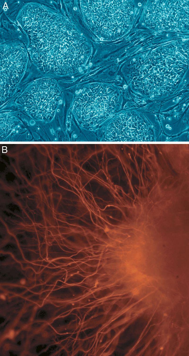 DEFINIZIONE Capacità di specializzarsi: diventare cioè cellule di tessuti o organi specifici. Questa capacità è detta potenza e comprende diversi livelli.