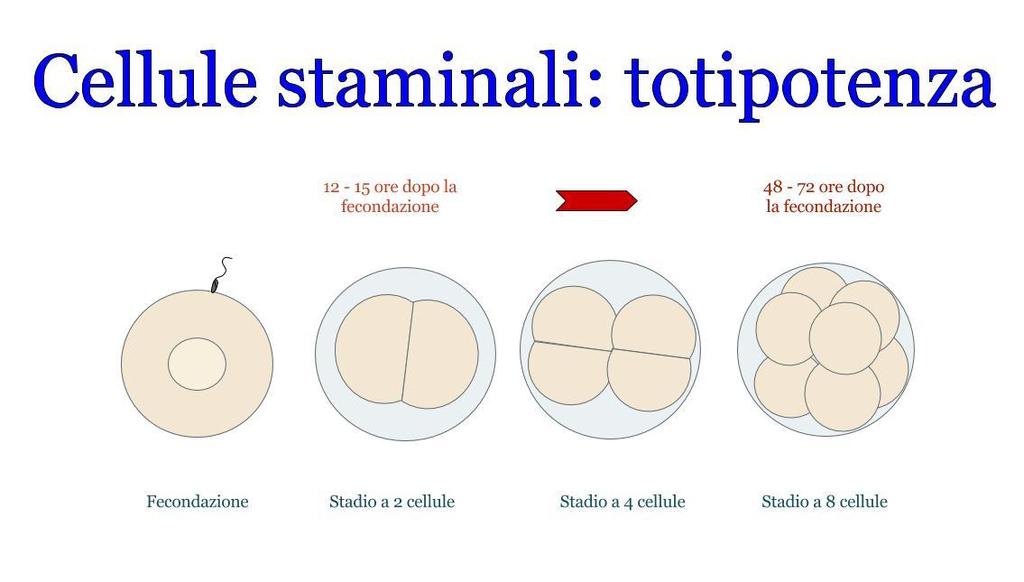 POTENZA Le uniche cellule totipotenti sono