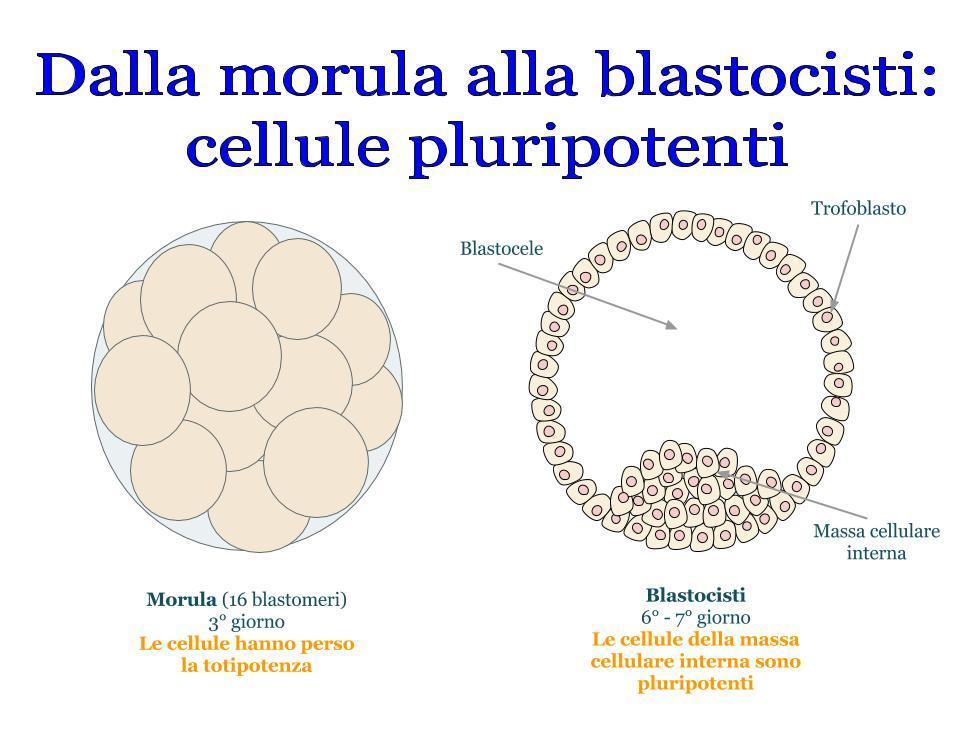 POTENZA Il disegno evidenzia il passaggio dalla morula alla