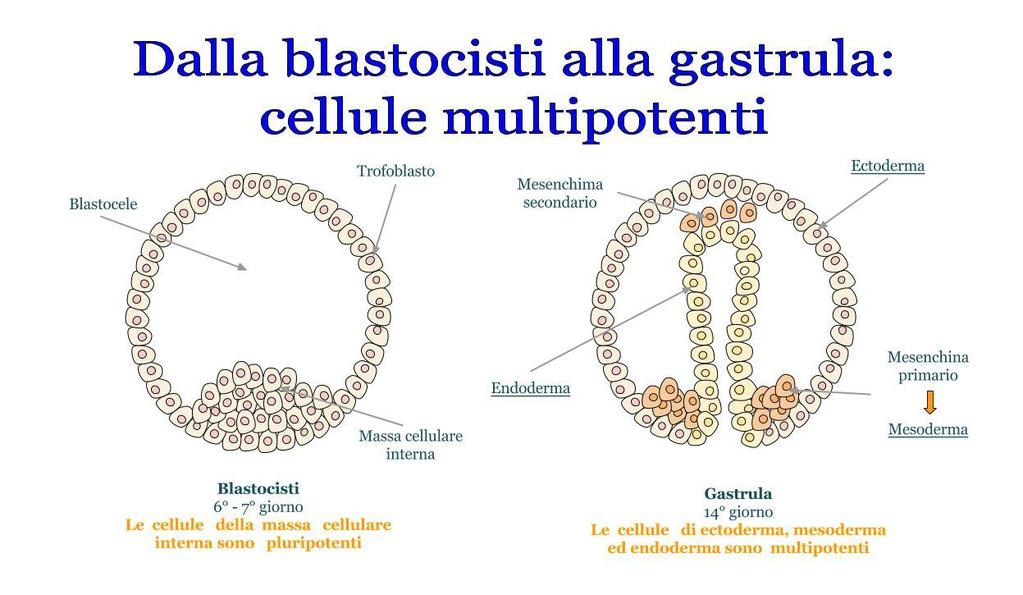 POTENZA Dopo due settimane siamo allo stadio di gastrula.
