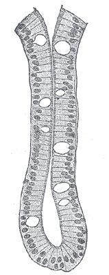 POTENZA Anche l intestino tenue e l intestino crasso hanno l esigenza di rinnovare in continuazione il loro epitelio e lo fanno grazie