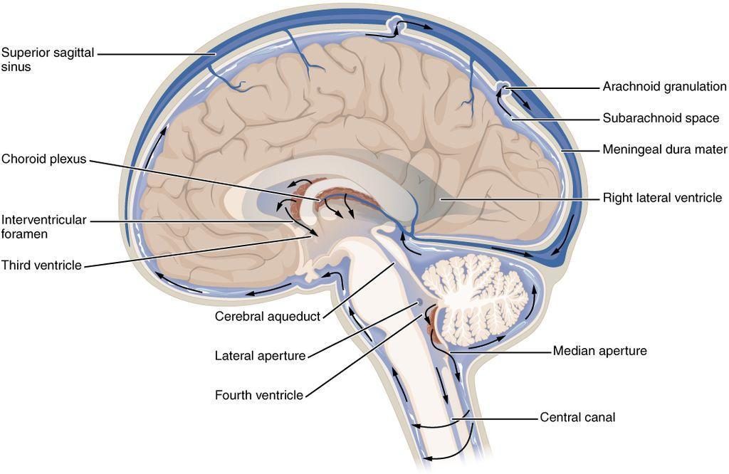 POTENZA Le cellule staminali neurali sono state