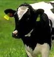 E uscita la News Letter n. 9 dedicata alle Vacche da Latte.