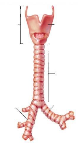 Vie aeree inferiori Laringe Trachea Bronchi Bronchioli Bronchioli terminali Laringe Cartilagine tireoidea L aria viene trasportata alla porzione respiratoria dell apparato dove