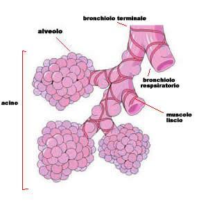 bronchiale.