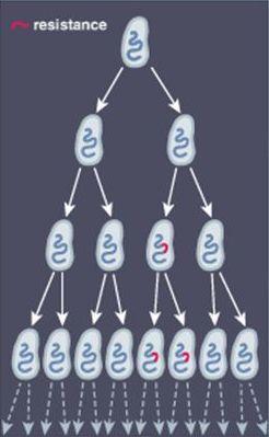 ANTIBIOTICO-RESISTENZA: ACQUISITA Mutazione di tipo cromosomico Per mutazione genica