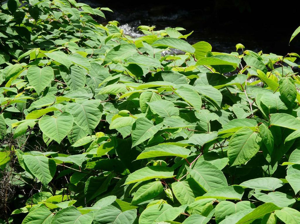 SPECIE VEGETALI ALLOCTONE ASPETTI NORMATIVI REGIONALI Regione Lombardia Legge regionale n. 10/2008 Lista nera delle specie alloctone vegetali oggetto di monitoraggio, contenimento o eradicazione 1.