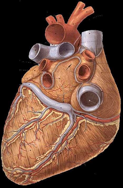 faccia inferiore (o diaframmatica) del cuore