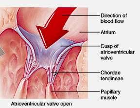 Comportamento delle valvole atrioventricolari Quando atrio e ventricolo sono in diastole, i lembi valvolari pendono aperti all interno del ventricolo Il sangue fluisce dalle vene