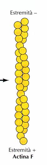 I filamenti di actina filamenti di actina sono formati da subunità