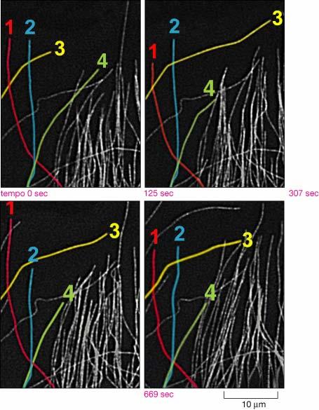 Di norma un microtubulo scatta tra fase di