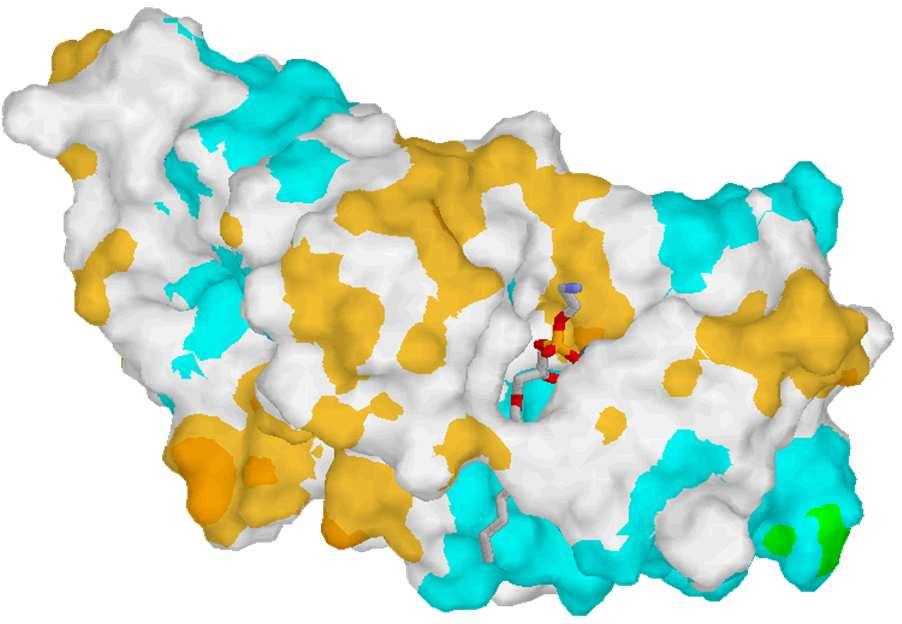 grassi - 25-25 B12 - v.