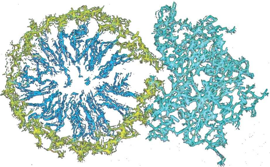 Ipotetico modo d azione di Fosfolipasi A 2 su di